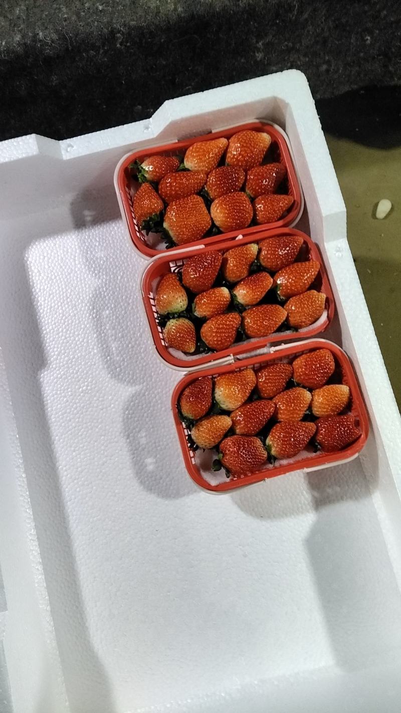 草莓产地直发量大从优，香甜可口，诚信经营，欢迎来电咨询