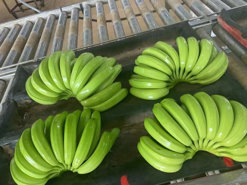 精品香蕉，基地直发，价格便宜，全球发货，支持转口贸易