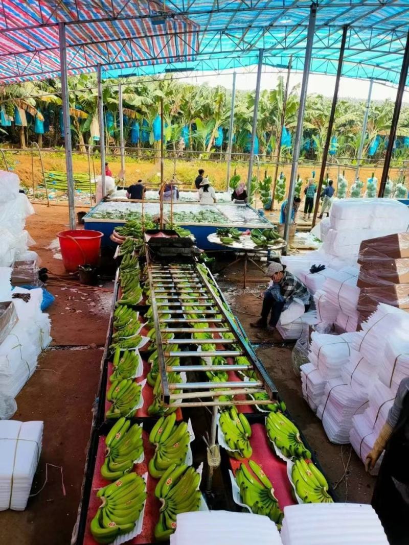 精品香蕉，基地直发，价格便宜，全球发货，支持转口贸易