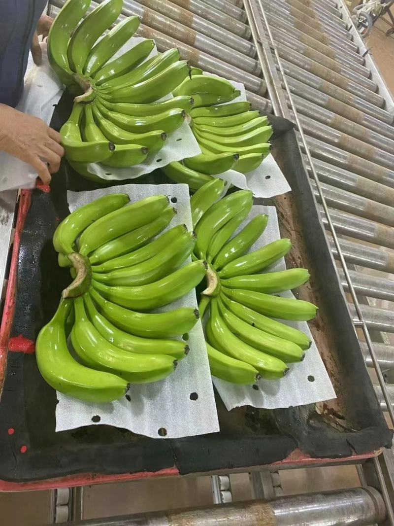 精品香蕉，基地直发，价格便宜，全球发货，支持转口贸易