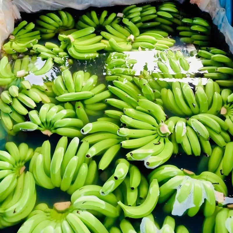 精品香蕉，基地直发，价格便宜，全球发货，支持转口贸易