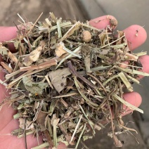 精品花生央