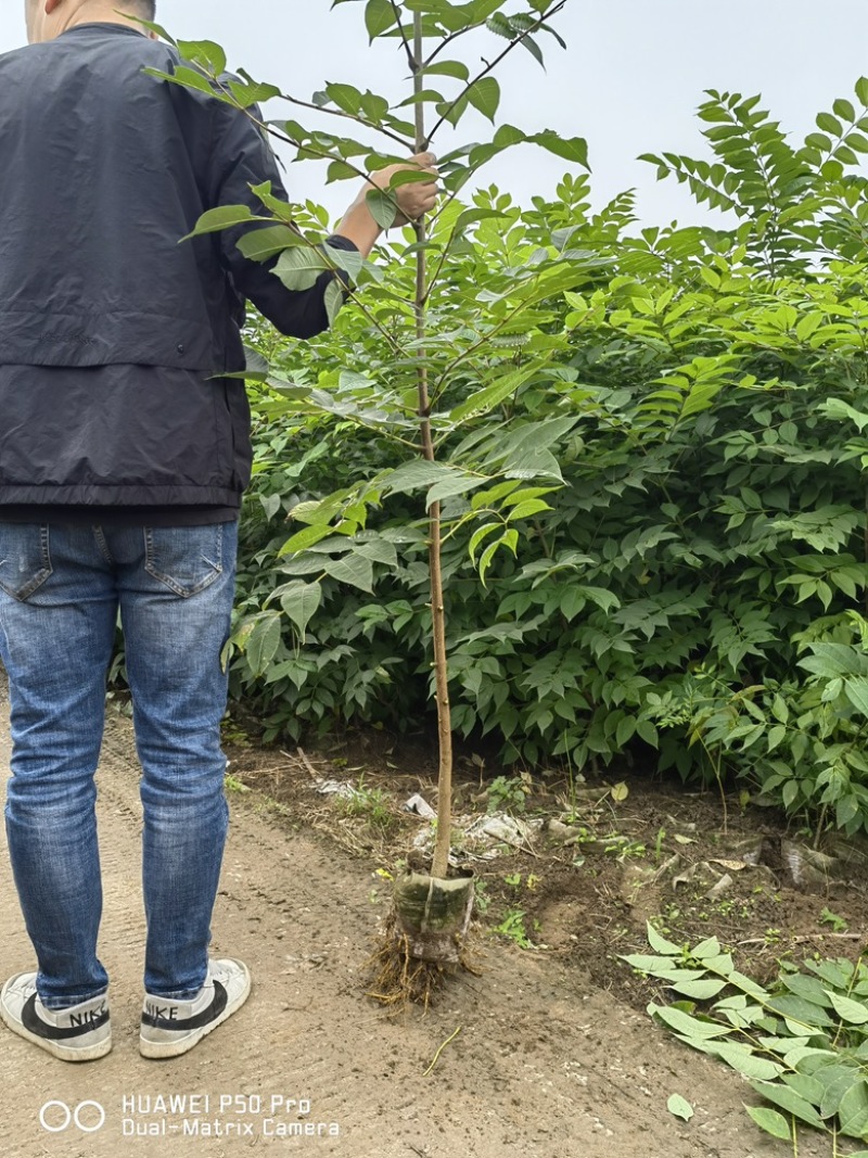 【优质】黄柏杯苗，好种植好养活，品质保证欢迎来电选购！