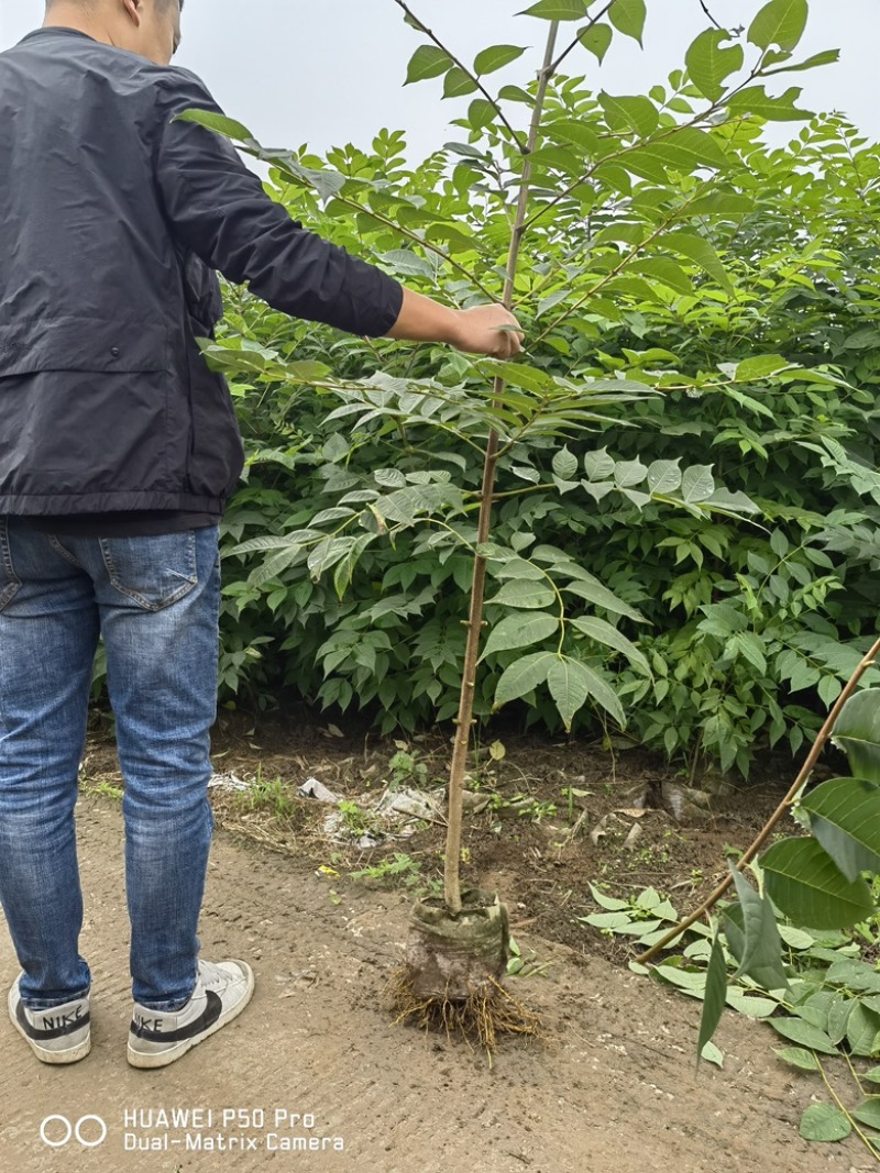 【优质】黄柏杯苗，好种植好养活，品质保证欢迎来电选购！