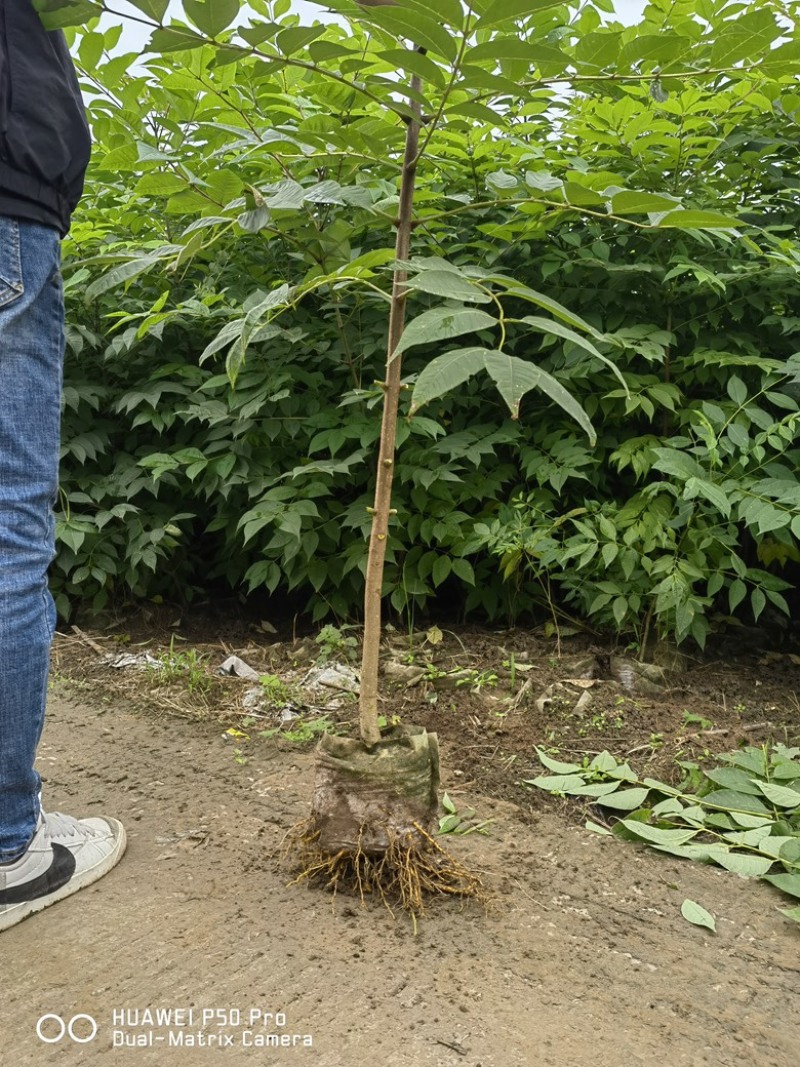 【优质】黄柏杯苗，好种植好养活，品质保证欢迎来电选购！