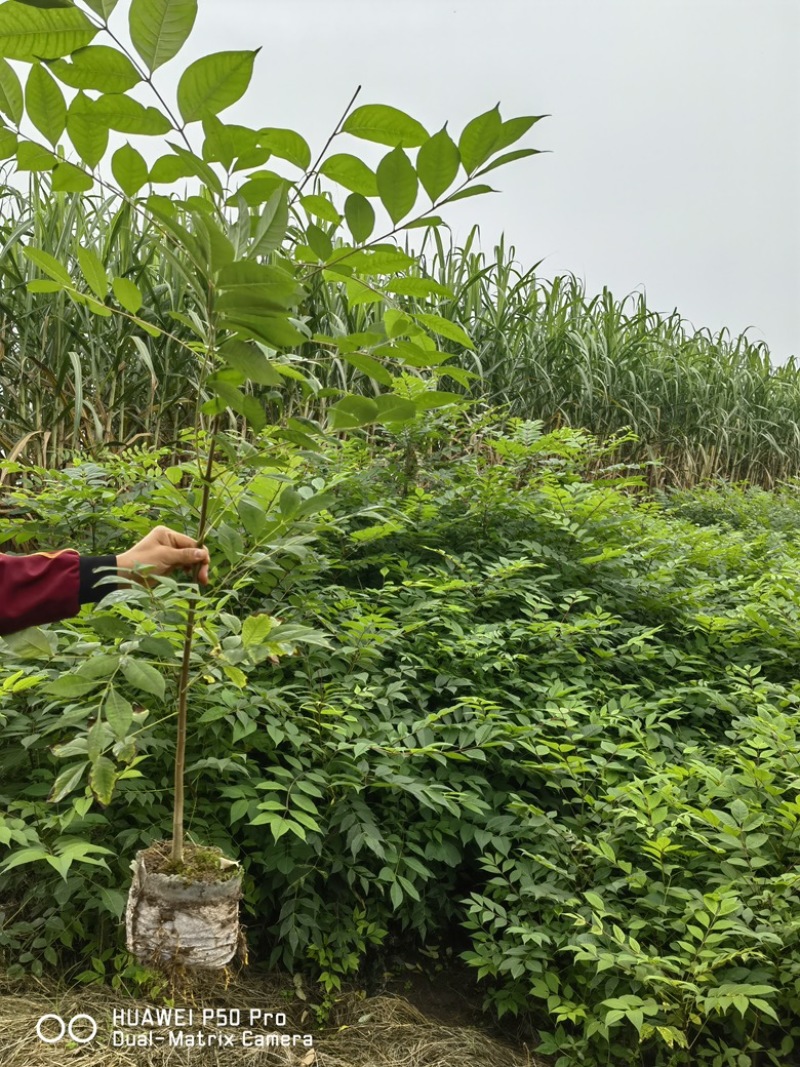 【优质】黄柏杯苗，好种植好养活，品质保证欢迎来电选购！