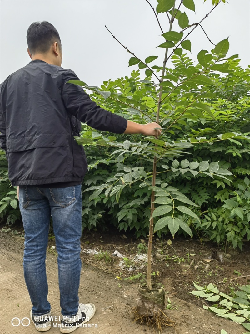 【优质】黄柏杯苗，好种植好养活，品质保证欢迎来电选购！