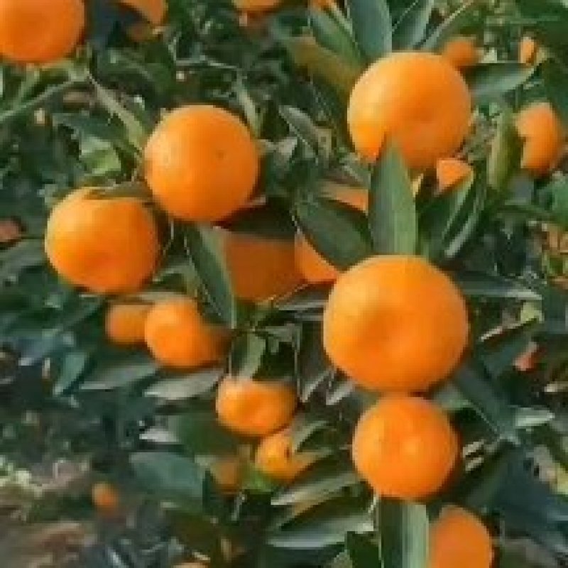 湖北早蜜橘大量上市！基地果园看货现场採摘！！