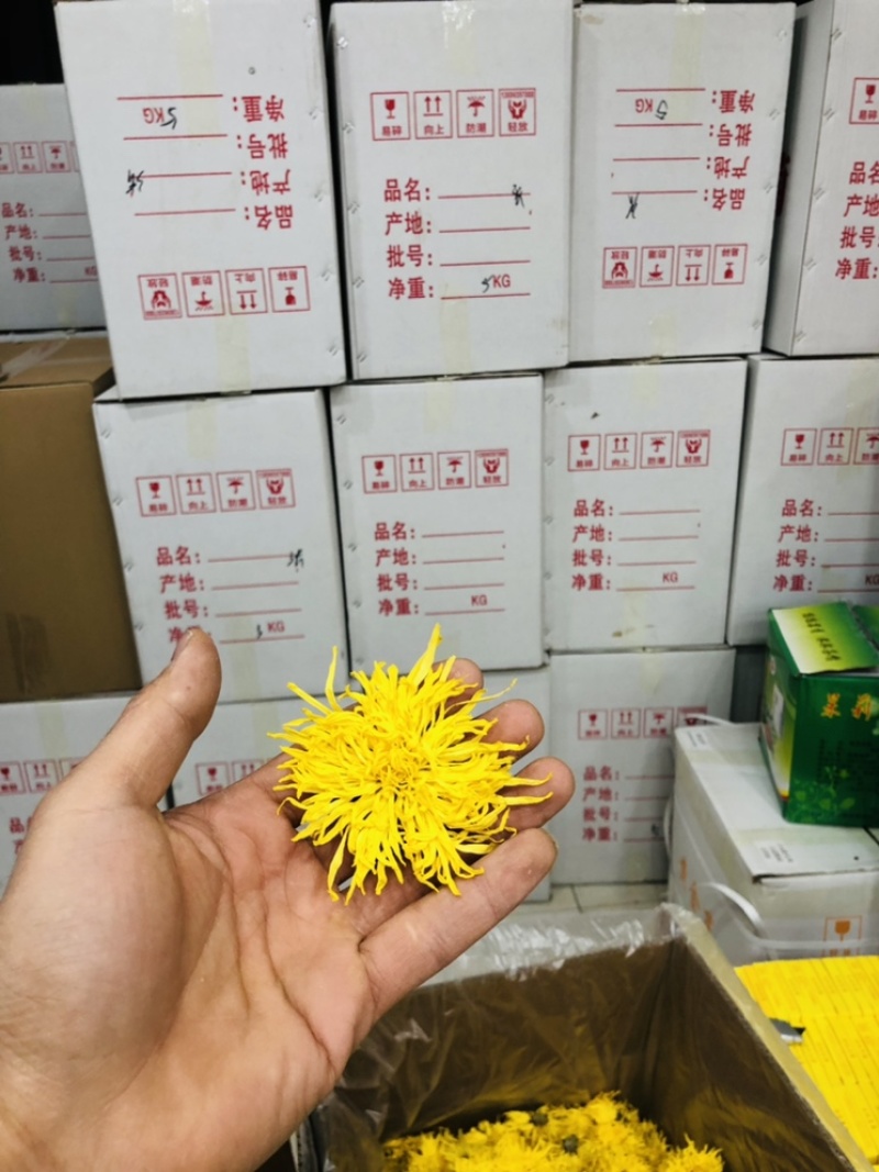 金丝黄菊菊花茶花果茶黄菊黄菊大朵菊花包邮