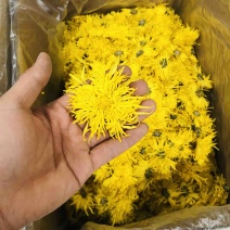 金丝黄菊菊花茶2025年金丝大朵菊花包邮