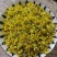 野菊花