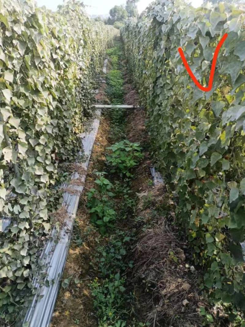 优质粉防已苗一年保准上满架并结种价格实惠欢迎咨询