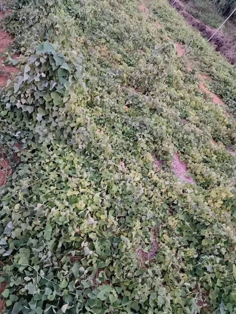 优质粉防已苗一年保准上满架并结种价格实惠欢迎咨询