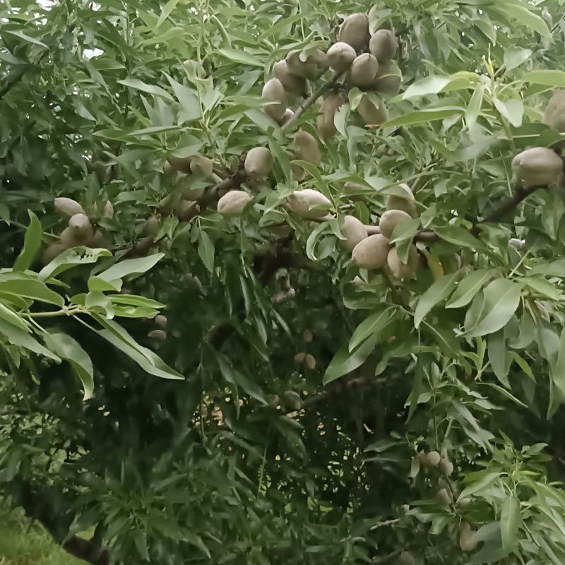 巴旦木树苗