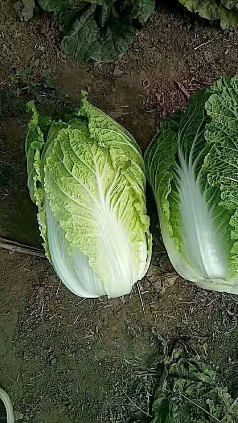 黄心白菜，颜色绿，质量好，货源充足，保质保量，物流方便
