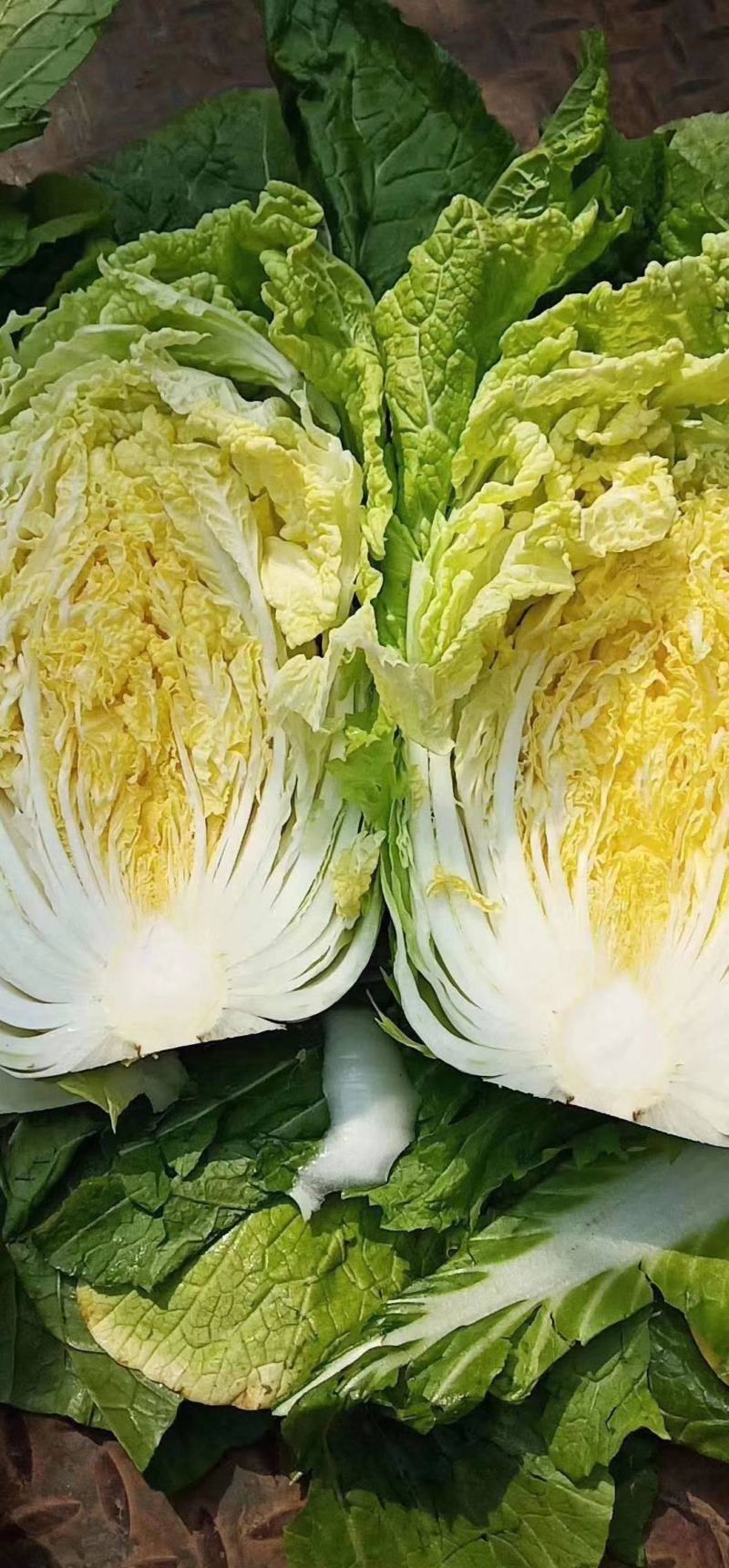 黄心白菜，颜色绿，质量好，货源充足，保质保量，物流方便