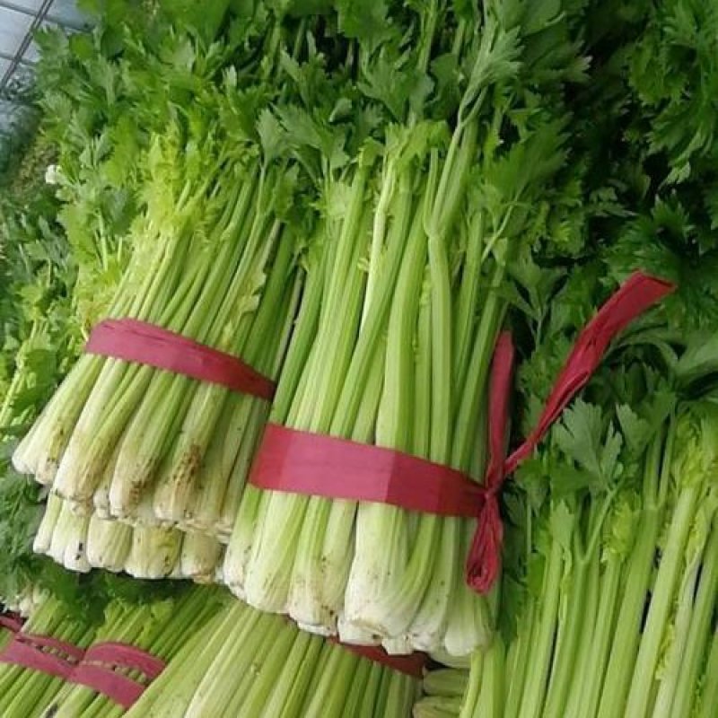 西芹【精品】芹菜万亩产地直发，品质保证，欢迎电联选购