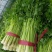 西芹【精品】芹菜万亩产地直发，品质保证，欢迎电联选购