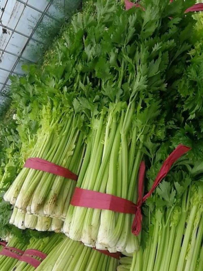 西芹【精品】芹菜万亩产地直发，品质保证，欢迎电联选购