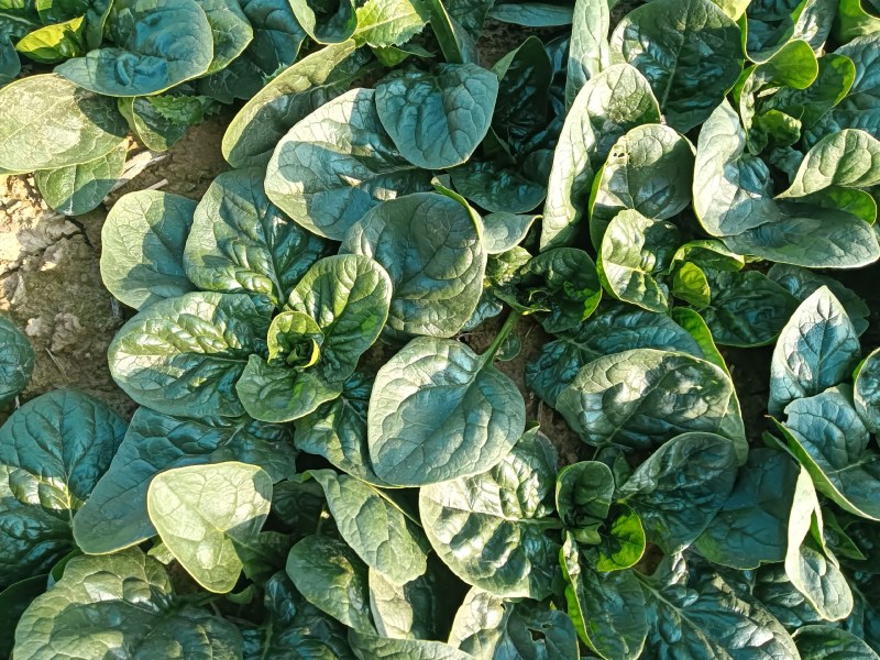 精品趴地小菠菜