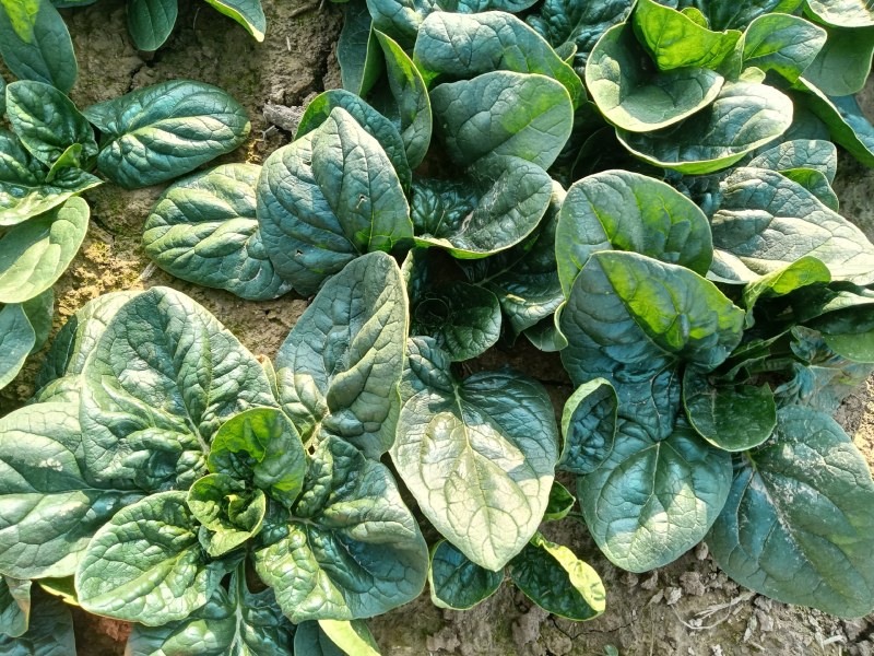 精品趴地小菠菜