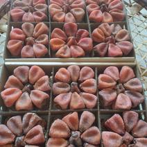 广西桂林产地柿饼大量出货圆饼，吊饼，电商，市场欢迎对接