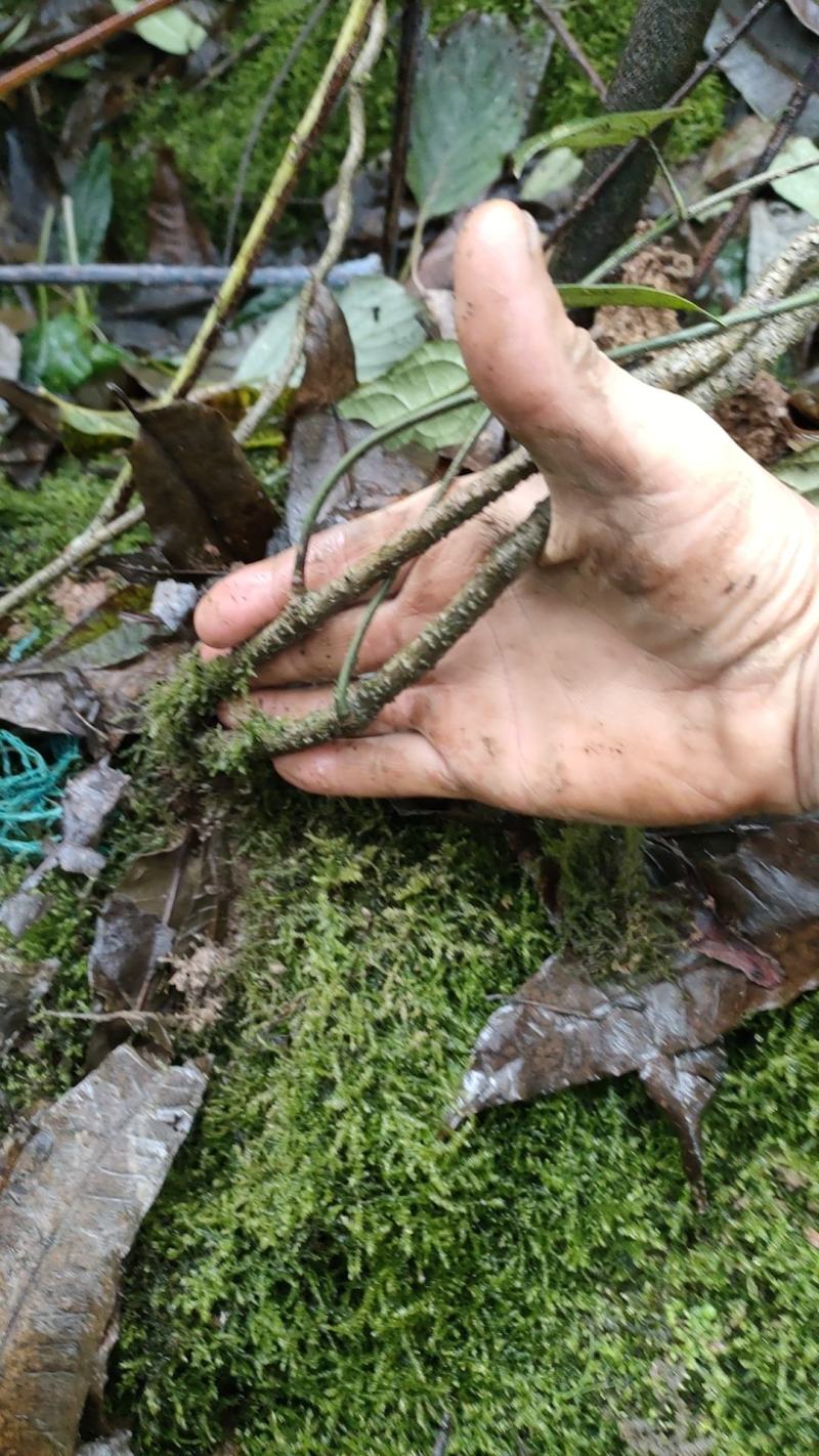 优质野生金果榄，各种规格选货，欢迎来店咨询