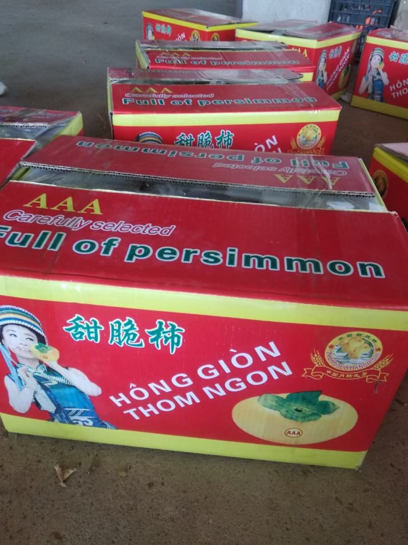 广西桂林产地恭城脆柿大量出货，电商，市场都有，欢迎对接