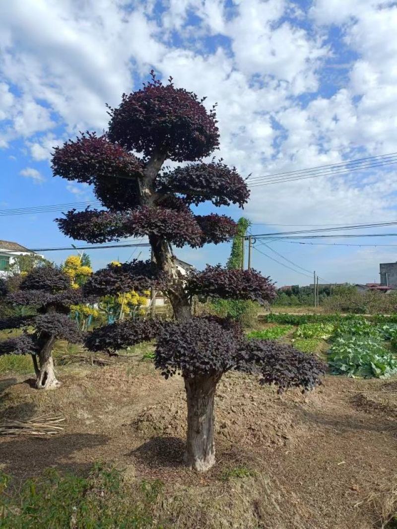 造型红继木桩