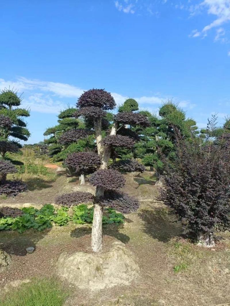 造型红继木桩