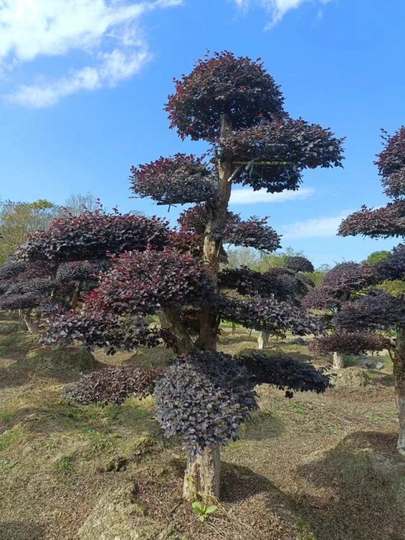 造型红继木桩