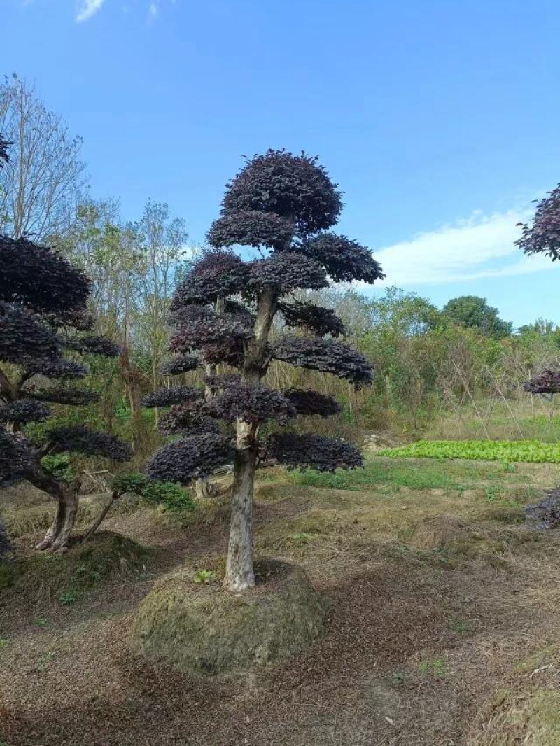 造型红继木桩