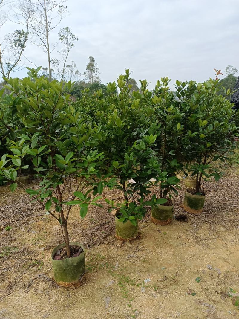 甜樱桃苗一年多次开花结果南北方种植蜜甜高产品种