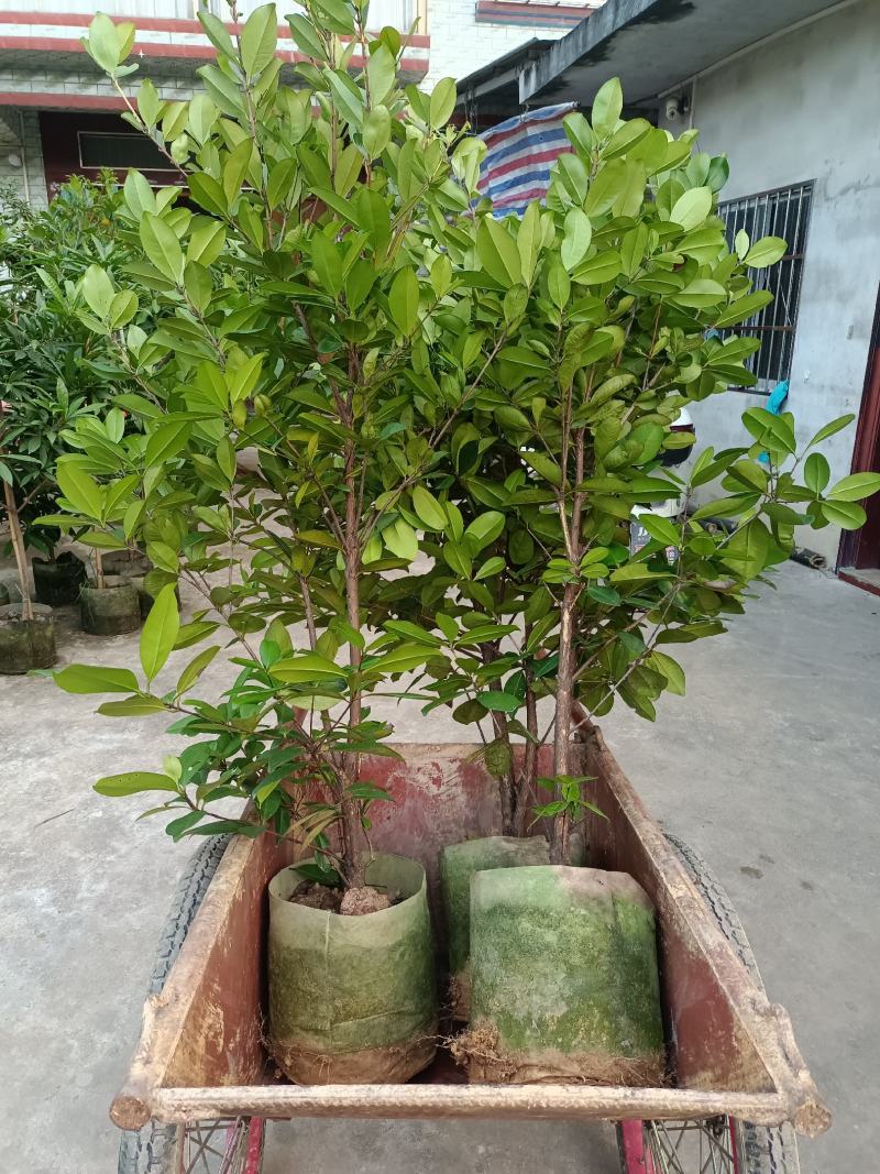 甜樱桃苗一年多次开花结果南北方种植蜜甜高产品种
