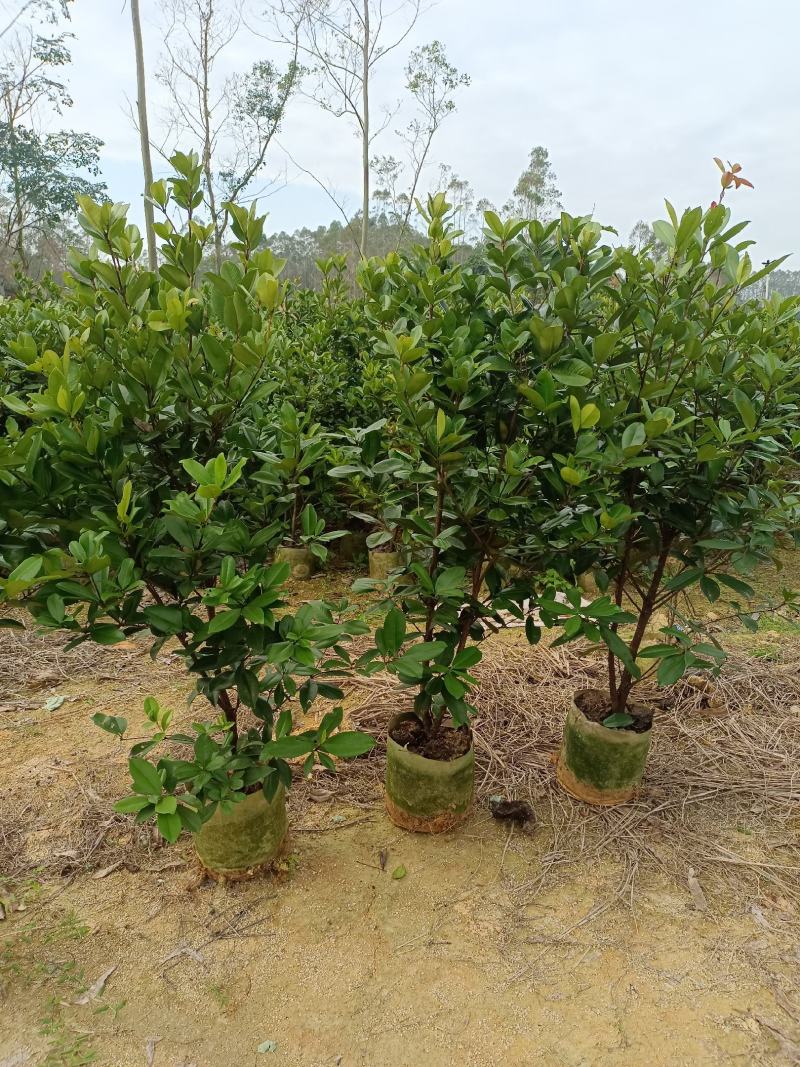 甜樱桃苗一年多次开花结果南北方种植蜜甜高产品种