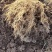 水杨桃猕猴桃实生苗，规格0.8起陕西部分地方免费送货