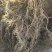 水杨桃猕猴桃实生苗，规格0.8起陕西部分地方免费送货