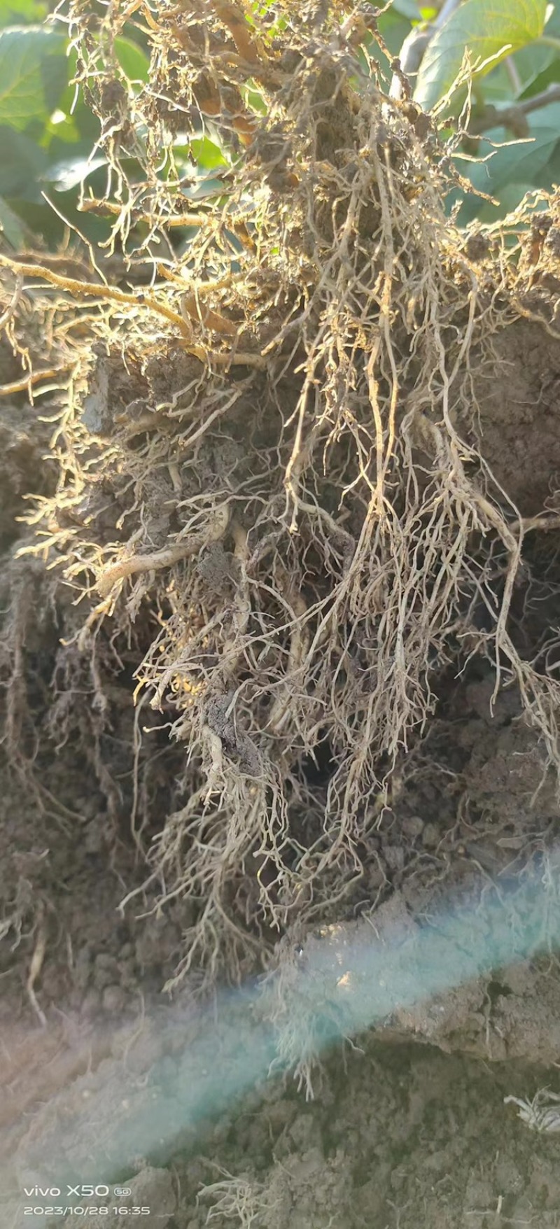水杨桃猕猴桃实生苗，规格0.8起陕西部分地方免费送货