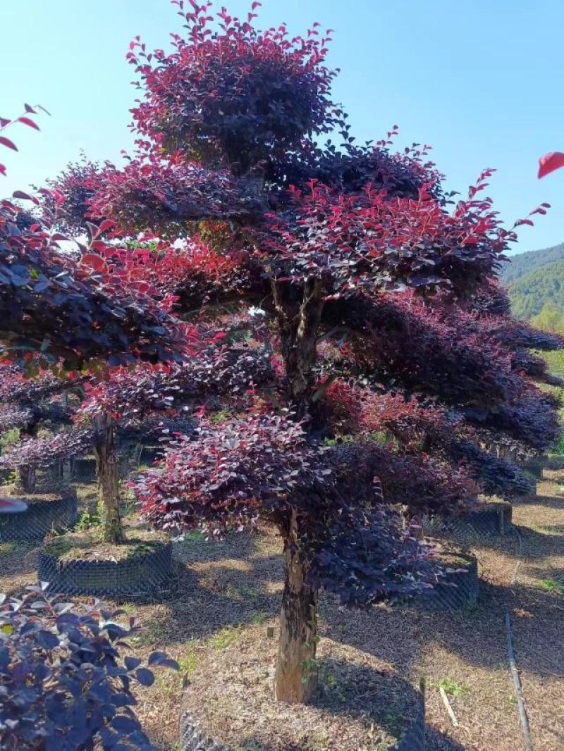 精品红继木桩