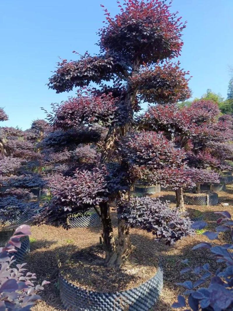 精品红继木桩