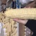 速冻玉米