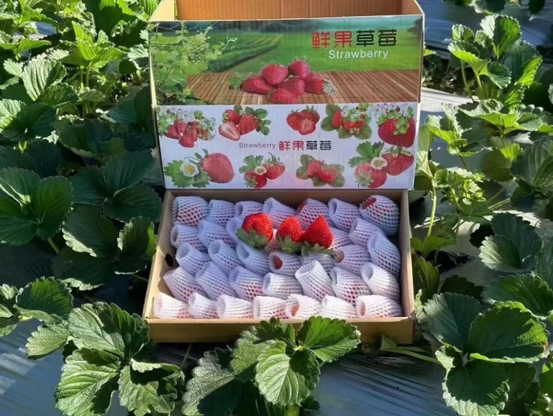 大凉山露天冬草莓