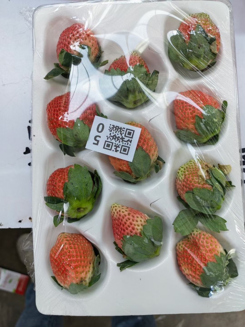 大凉山露天冬草莓