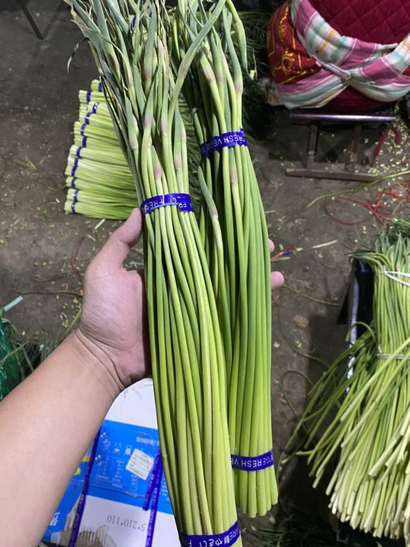 蒜苔金乡蒜苔承接商超社团电商供货代加工代发全国市场