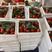 潍坊安丘香野草莓一手货源大型种植基地承接批发市场电商商超
