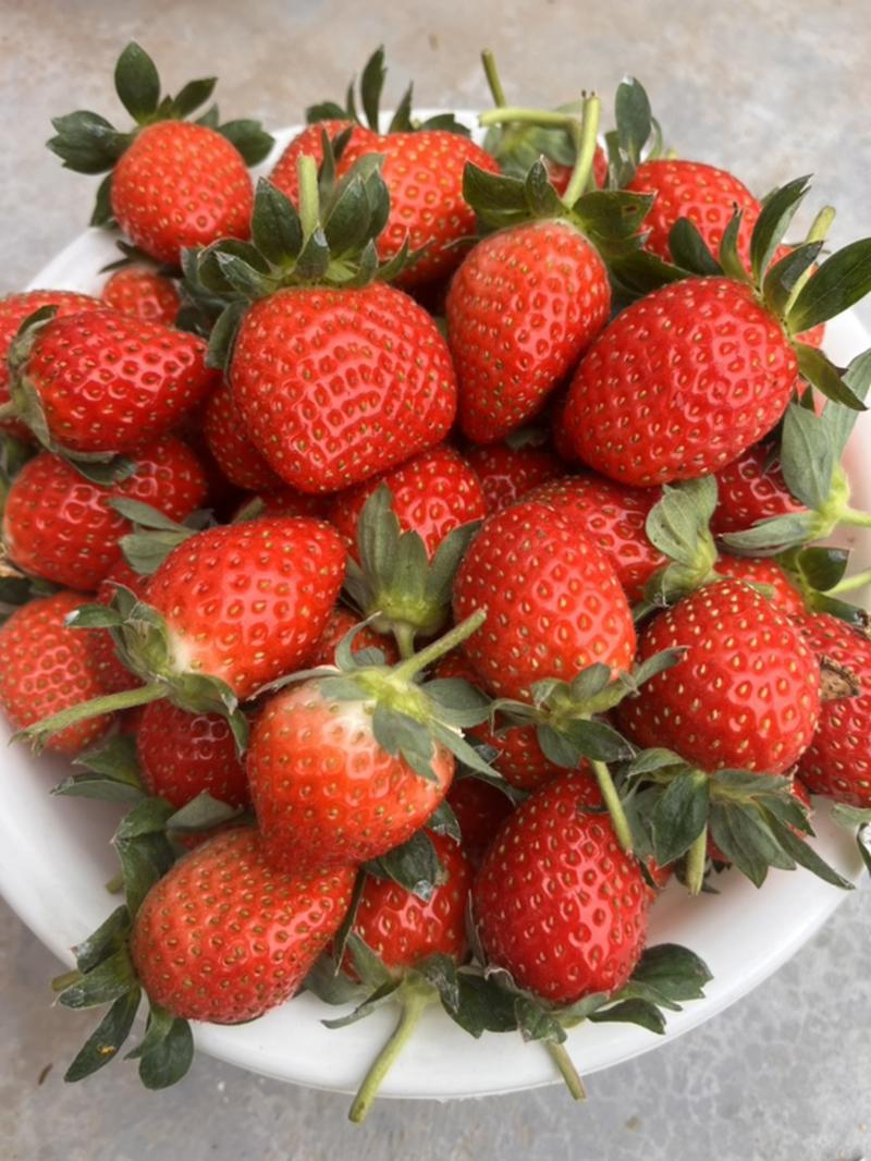 潍坊安丘香野草莓一手货源大型种植基地承接批发市场电商商超