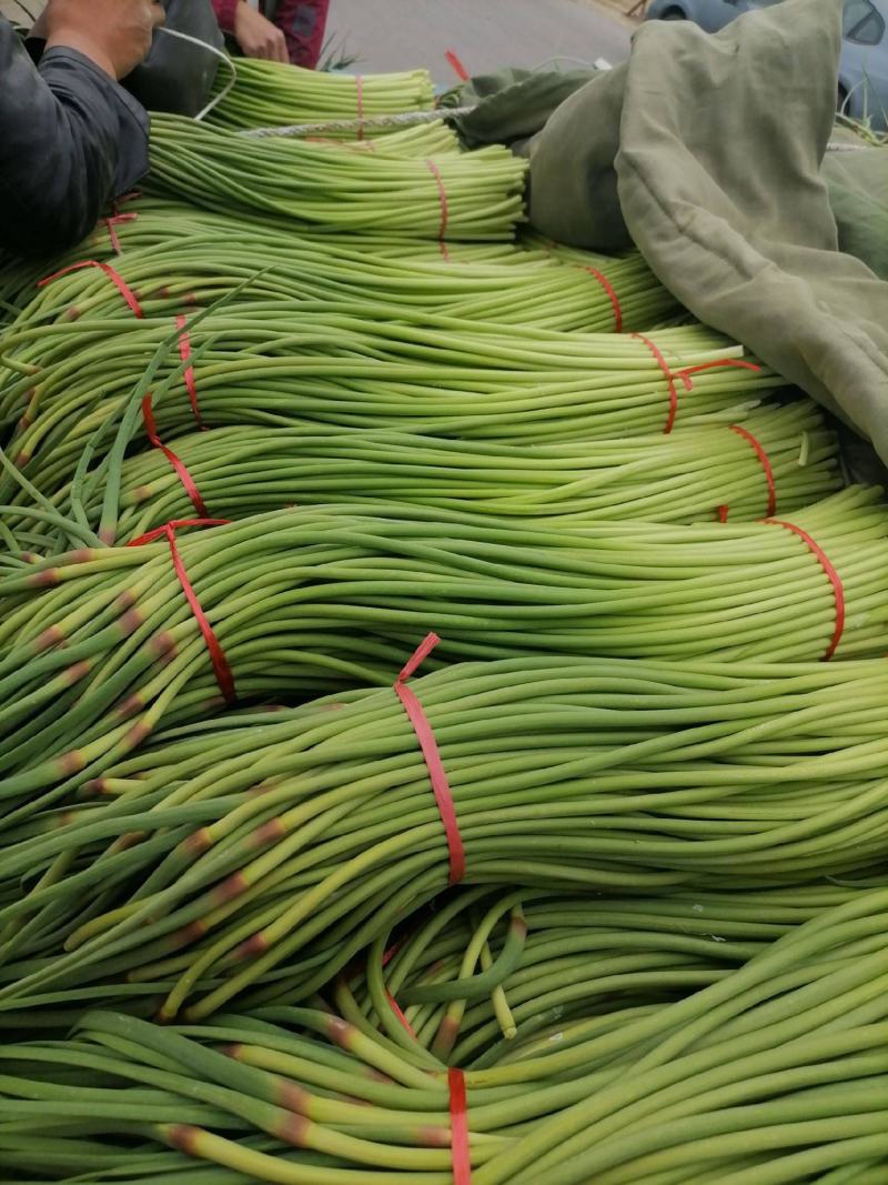 红帽蒜苔金乡杂交蒜苔规格齐全货源充足冷库直发