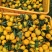 南丰蜜桔贡桔大量上市口感颜色都可以了，需要的老板联系我，