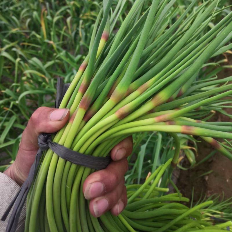 红帽蒜苔金乡杂交蒜苔规格齐全货源充足冷库直发