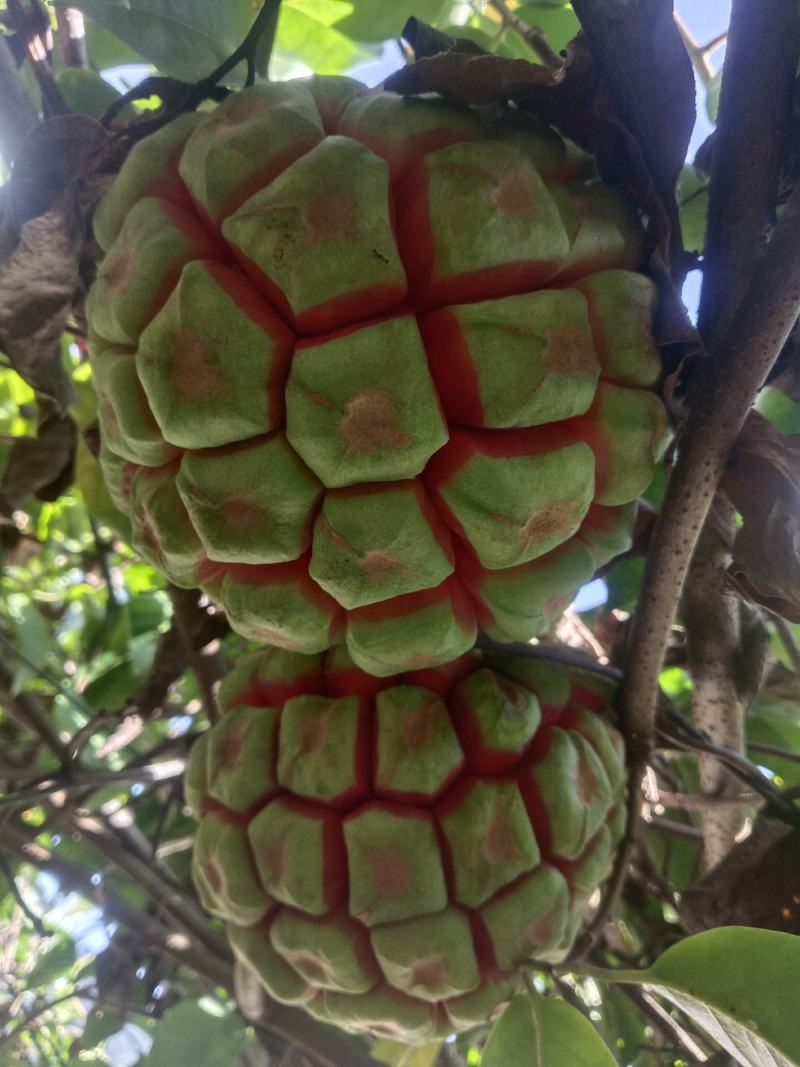 云南本地品种特大黑老虎，果和苗